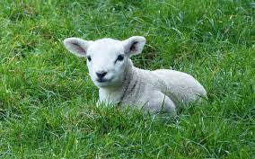 Lamsvlees van onze Slager