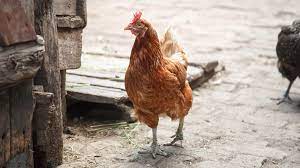 Dé Scharrelkip van onze slager