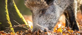 Wild van onze Slager